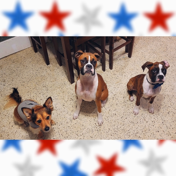 Meet your Posher, Bailey - Picture 2 of 3